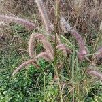 Cenchrus pedicellatus Flower