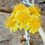 Jacobaea maritima Flower