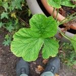 Pelargonium ribifolium 葉