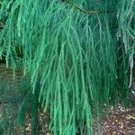 Dacrydium cupressinum Φύλλο