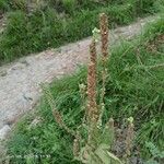 Verbascum thapsus Flower
