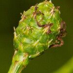 Gymnostoma nodiflorum Fruit