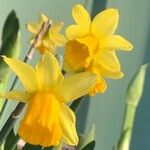 Narcissus jonquilla फूल