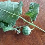 Solanum viarum Fruit