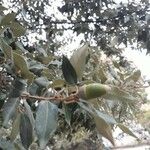 Quercus ilex Plod