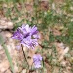 Dipterostemon capitatus Flower