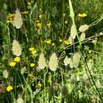 Lagurus ovatus Plante entière