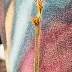 Rhynchospora fusca Fleur