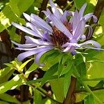 Symphyotrichum oblongifolium Flower