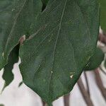 Bougainvillea × buttiana برگ