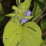 Jacquemontia tamnifolia Λουλούδι