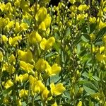 Baptisia sphaerocarpa Virág