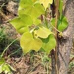 Sterculia setigera Folla