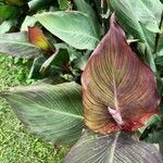 Canna × hybrida Leaf