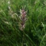 Poa bulbosa Mbuma