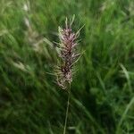 Poa bulbosa Fruit