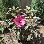 Hibiscus moscheutosFlower