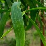 Acacia auriculiformis Blad