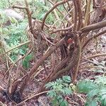 Melianthus comosus Bark