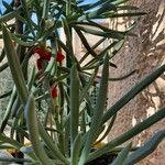 Senecio serpens Blad