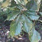 Quercus michauxii Leaf