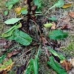 Rumex aquaticus Leaf