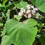 Clerodendrum chinense Yaprak