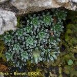 Saxifraga diapensioides Yeri