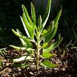 Kalanchoe serrata Leaf