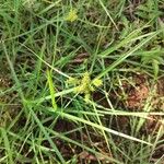 Cyperus cyperoides Lehti