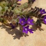 Anchusa undulata 花