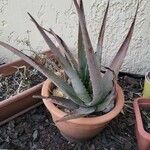 Aloe vera Blatt