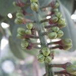 Pilocarpus pennatifolius Frukt