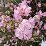 Rhododendron mucronulatum Fiore