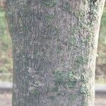 Amelanchier × grandiflora Bark