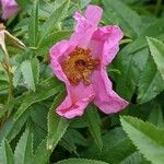 Rosa woodsiiFloare