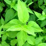 Ageratina altissima Leaf