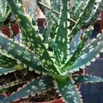 Aloe variegata Φύλλο