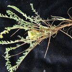 Astragalus supervisus Hàbitat