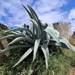 Agave shaferi Habitus