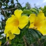 Allamanda cathartica Kwiat