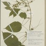 Acalypha psilostachya Hoja