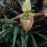 Phragmipedium longifolium Кветка