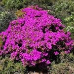 Drosanthemum floribundum Агульны выгляд