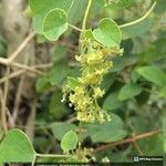 Cissampelos pareira Blomst