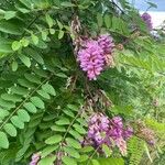 Robinia hispida Blüte