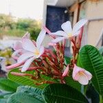 Plumeria obtusaBlodyn