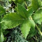 Rubus montanus Blatt