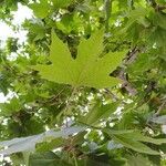 Platanus orientalis葉