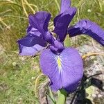 Iris latifolia Flower